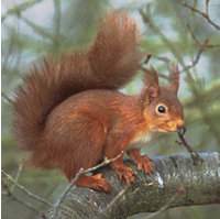 A Red Squirrel - The Island is one of the few places in the country where these can still be found