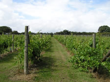 The Rossiters Vineyard vines in Wellow
