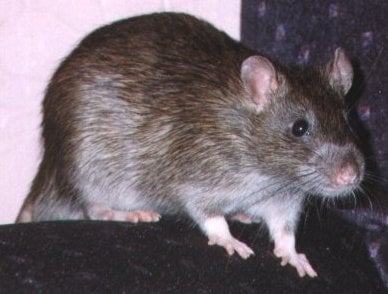 Rats00