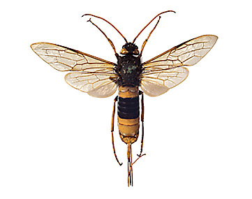 Wasps01